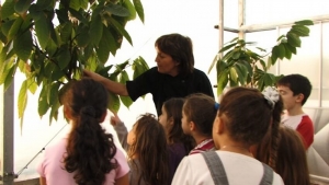 חממת עצי קקאו